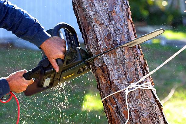 Best Emergency Tree Removal  in USA